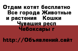 Отдам котят бесплатно  - Все города Животные и растения » Кошки   . Чувашия респ.,Чебоксары г.
